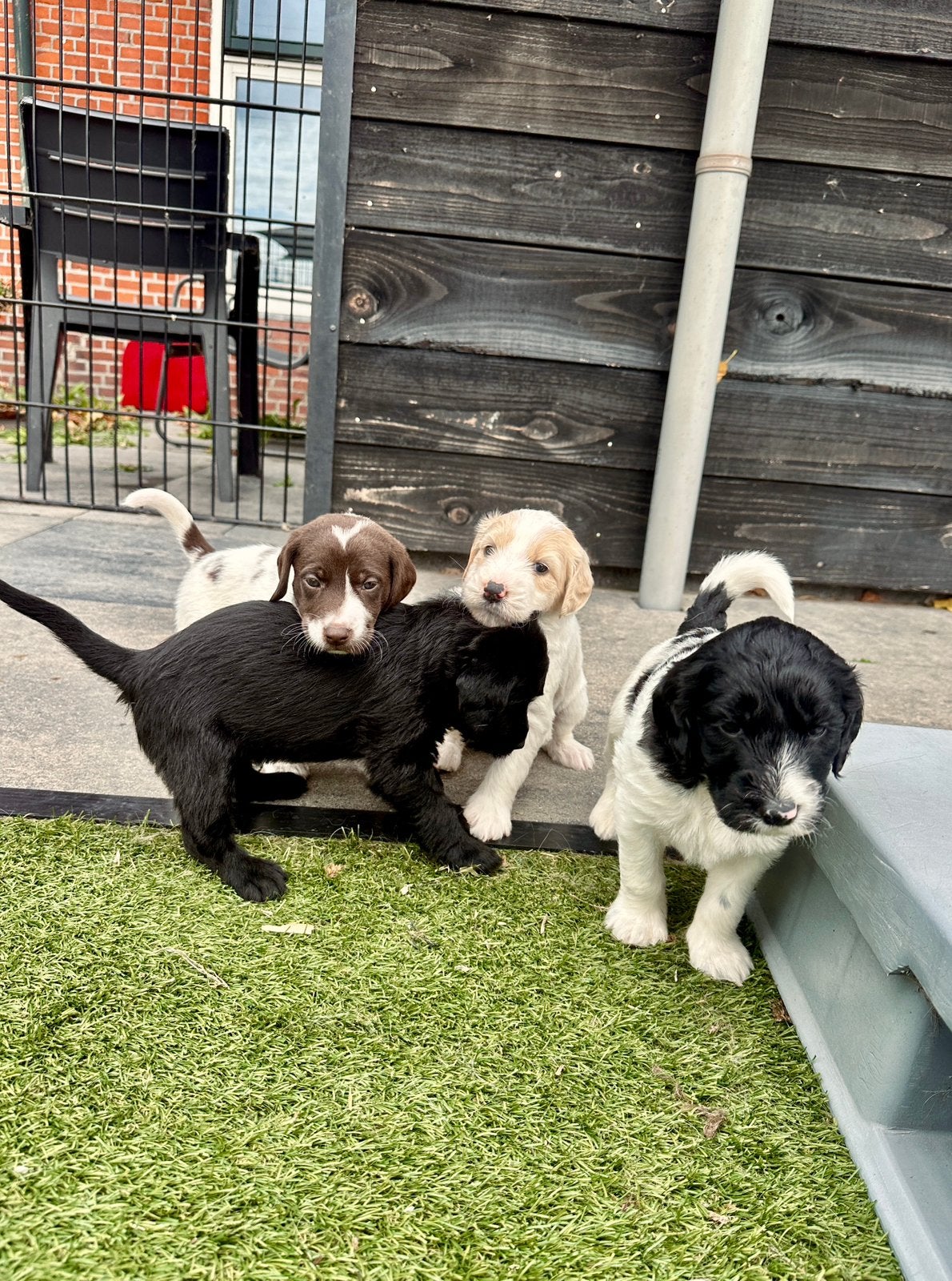 Kruising Duitse Staande x Doodle | Duitse Stadoodle F2 pups, Dieren en Toebehoren, 8 tot 15 weken, Meerdere, Meerdere dieren, Middel
