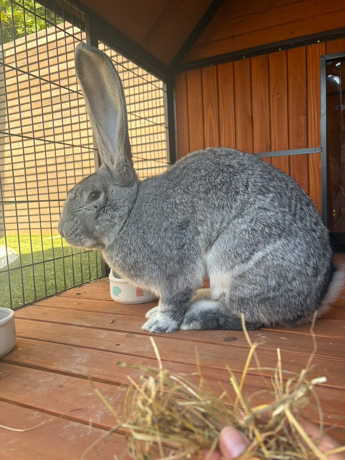 Gezocht! Een voedster vlaamse reus, Dieren en Toebehoren, Mannelijk, Groot