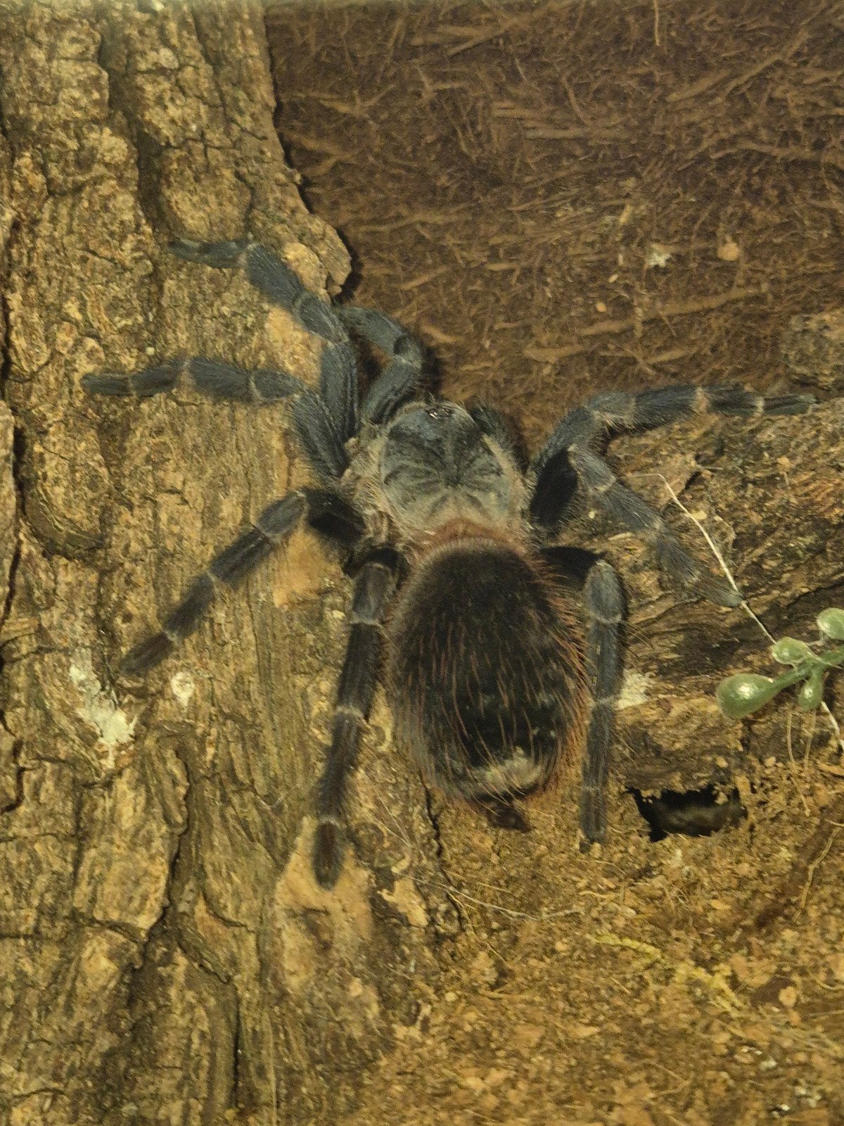 Lasiocyano sazimai 0.1, Spin of Schorpioen