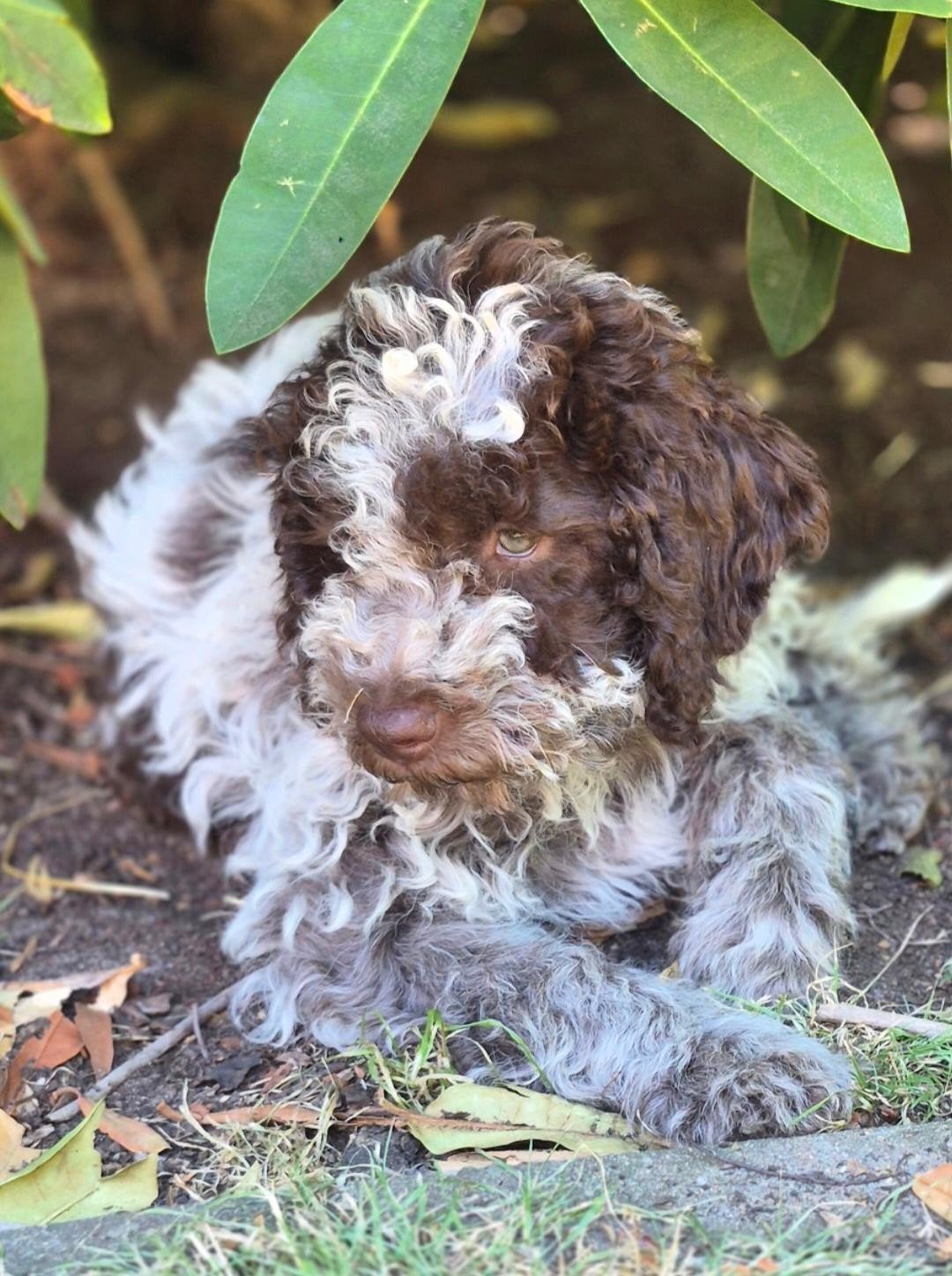 Lagotto Romagnolo pups, Dieren en Toebehoren, Parvo, België, Particulier, 8 tot 15 weken