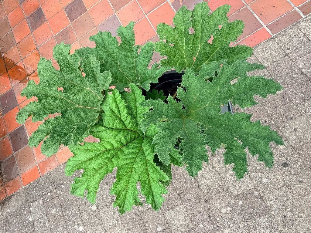 Gunnera manicata, Volle zon, Vaste plant, Zomer, Ophalen