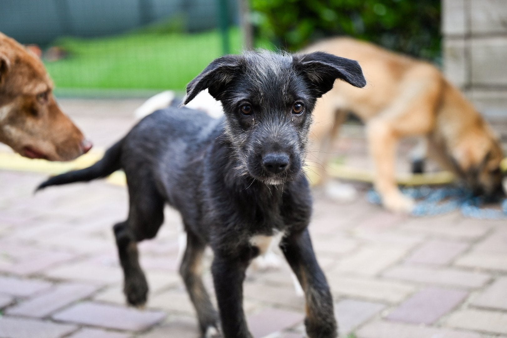 Joey reutje 4 maanden, Dieren en Toebehoren, Honden | Niet-rashonden, Particulier, 15 weken tot 1 jaar, Reu, Buitenland