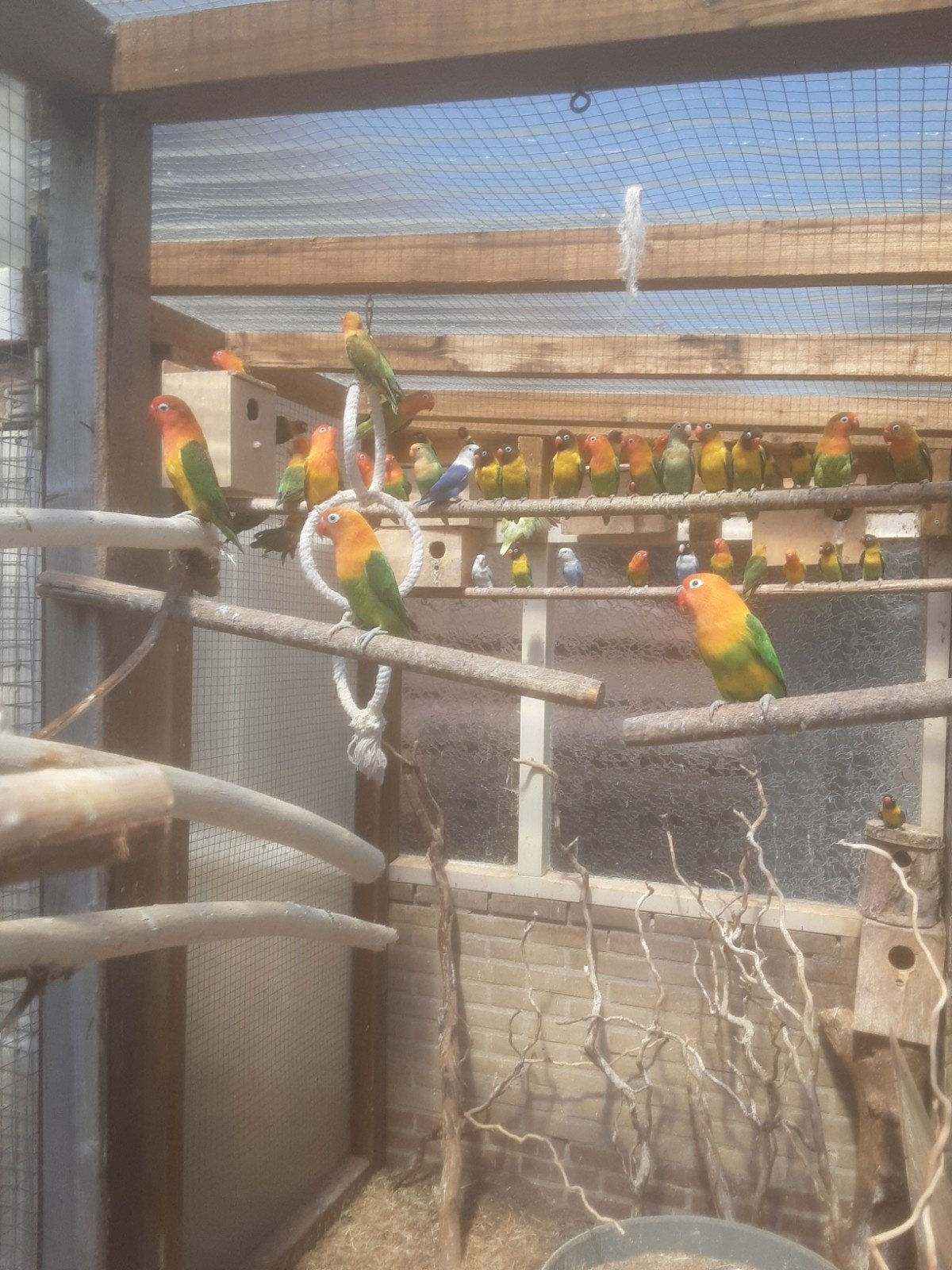 agapornis, Dieren en Toebehoren, Meerdere dieren, Dwergpapegaai of Agapornis