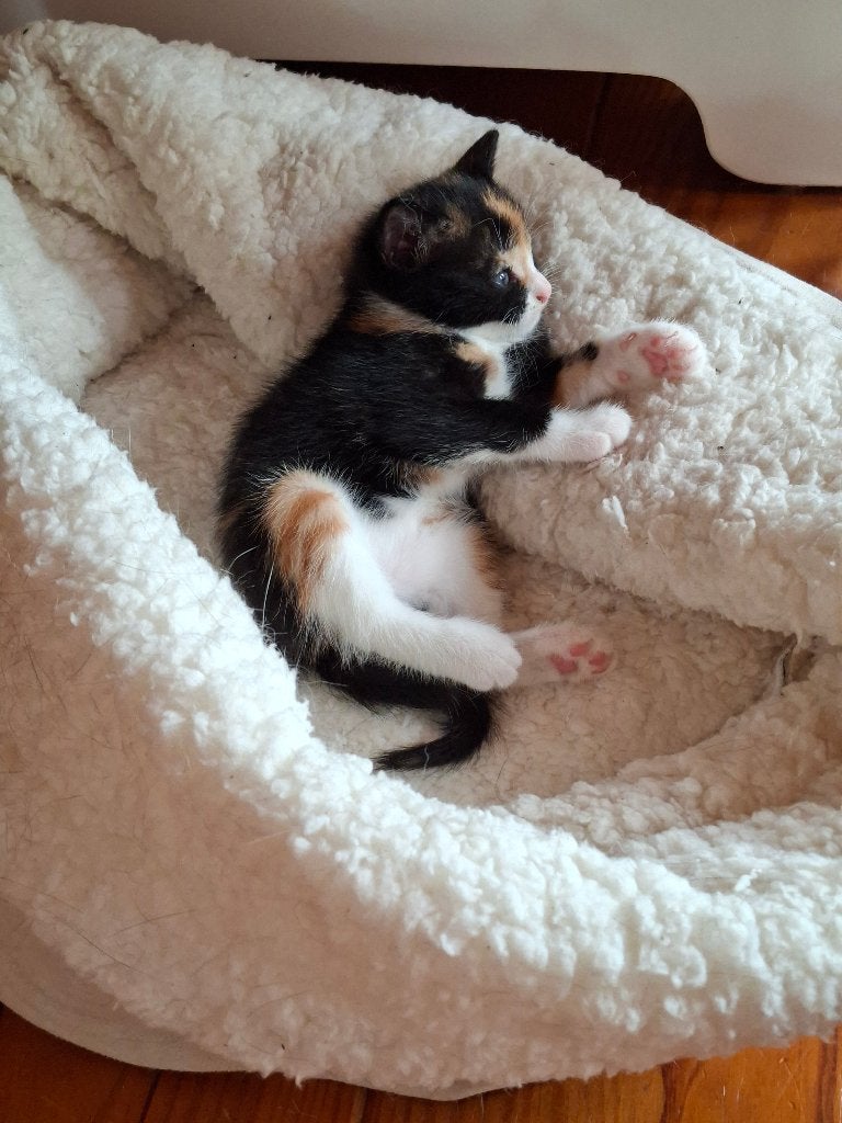 Kitten zwart-rood gevlekt-witte buik, Meerdere dieren, 0 tot 2 jaar