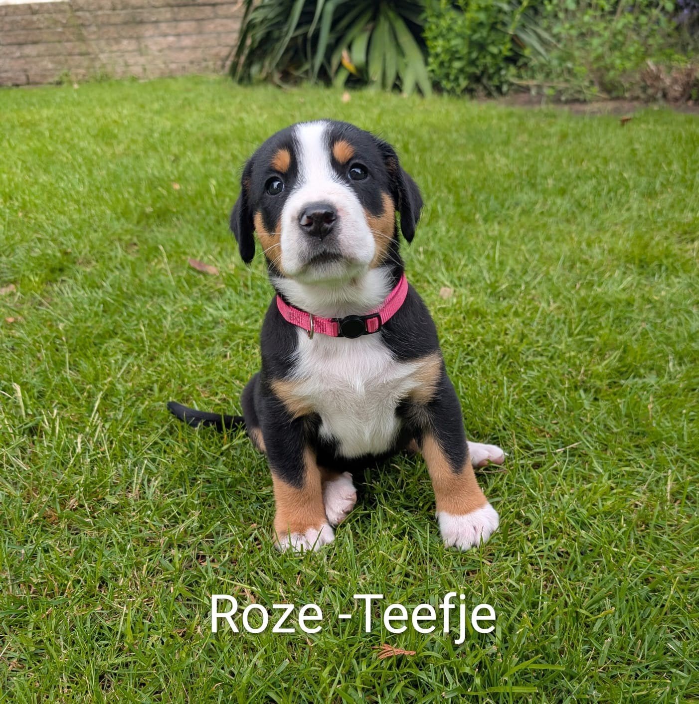 Prachtige grote Zwitserse sennen pups, Dieren en Toebehoren, Parvo, Meerdere, Meerdere dieren, Nederland