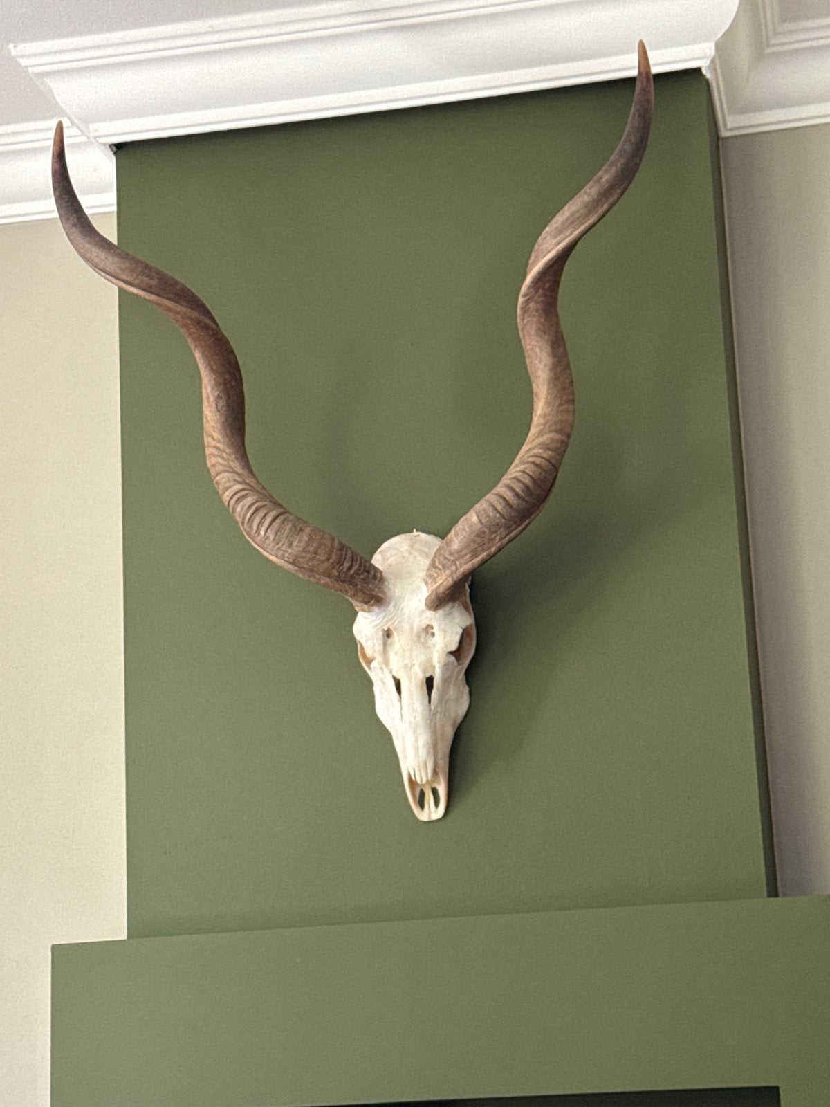 Groot schedel met hoorns - Wanddecoratie, Verzamelen, Overige Verzamelen, Ophalen, Zo goed als nieuw