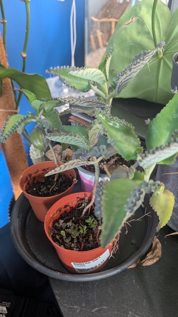 Kalanchoe daigremontiana/mother of thousands stekjes, Huis en Inrichting, Kamerplanten, Vetplant, Minder dan 100 cm, Bloeiende kamerplant