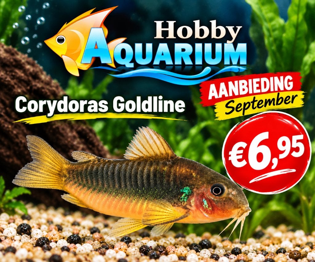 Hobbyaquarium Corydoras Goldline aanbieding september, Vis, Zoetwatervis