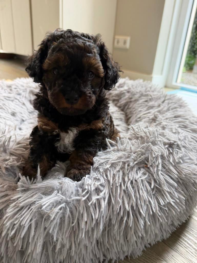 Lieve Toypoedel mix pup zwart bruin (teefje), Dieren en Toebehoren, Poedel, Parvo, 8 tot 15 weken, Teef