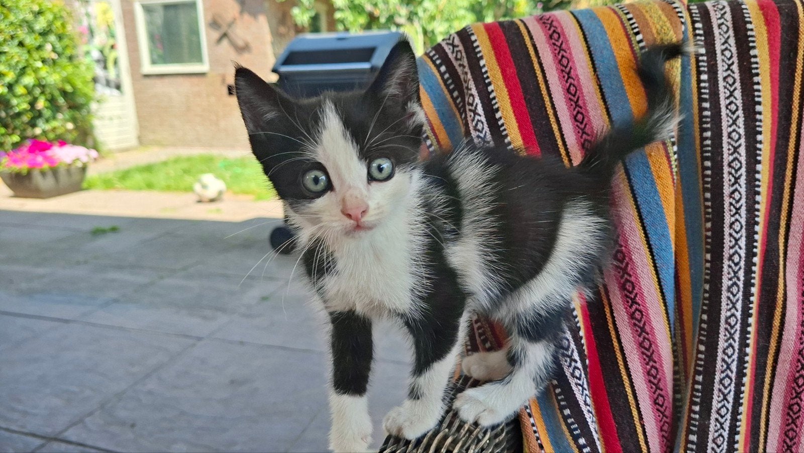Nog 1 prachtig poesje over, en mag direct het nest verlaten., Dieren en Toebehoren, Poes