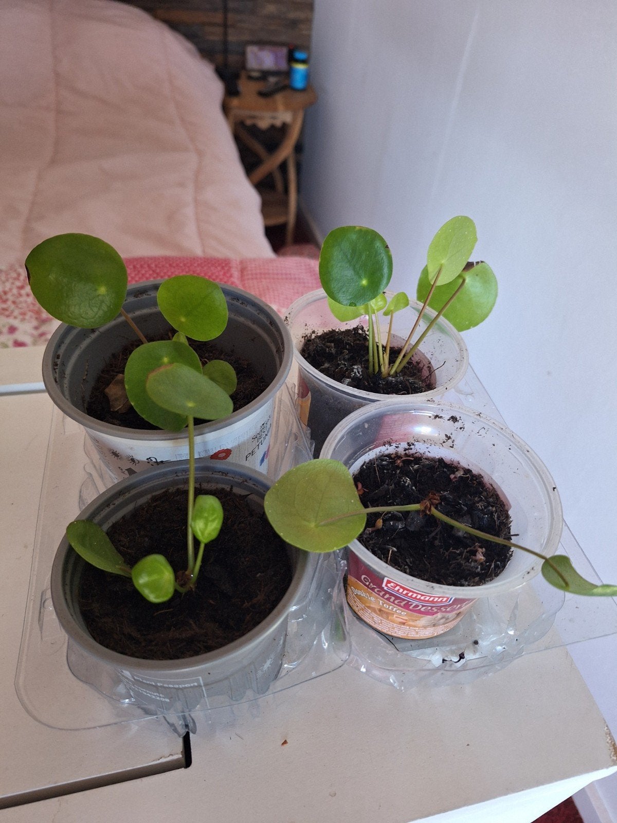 Pannenkoekplantjes (Pilea Peperomioides) - Jonge stekjes, Huis en Inrichting, Kamerplanten, Ophalen, Overige soorten, Halfschaduw