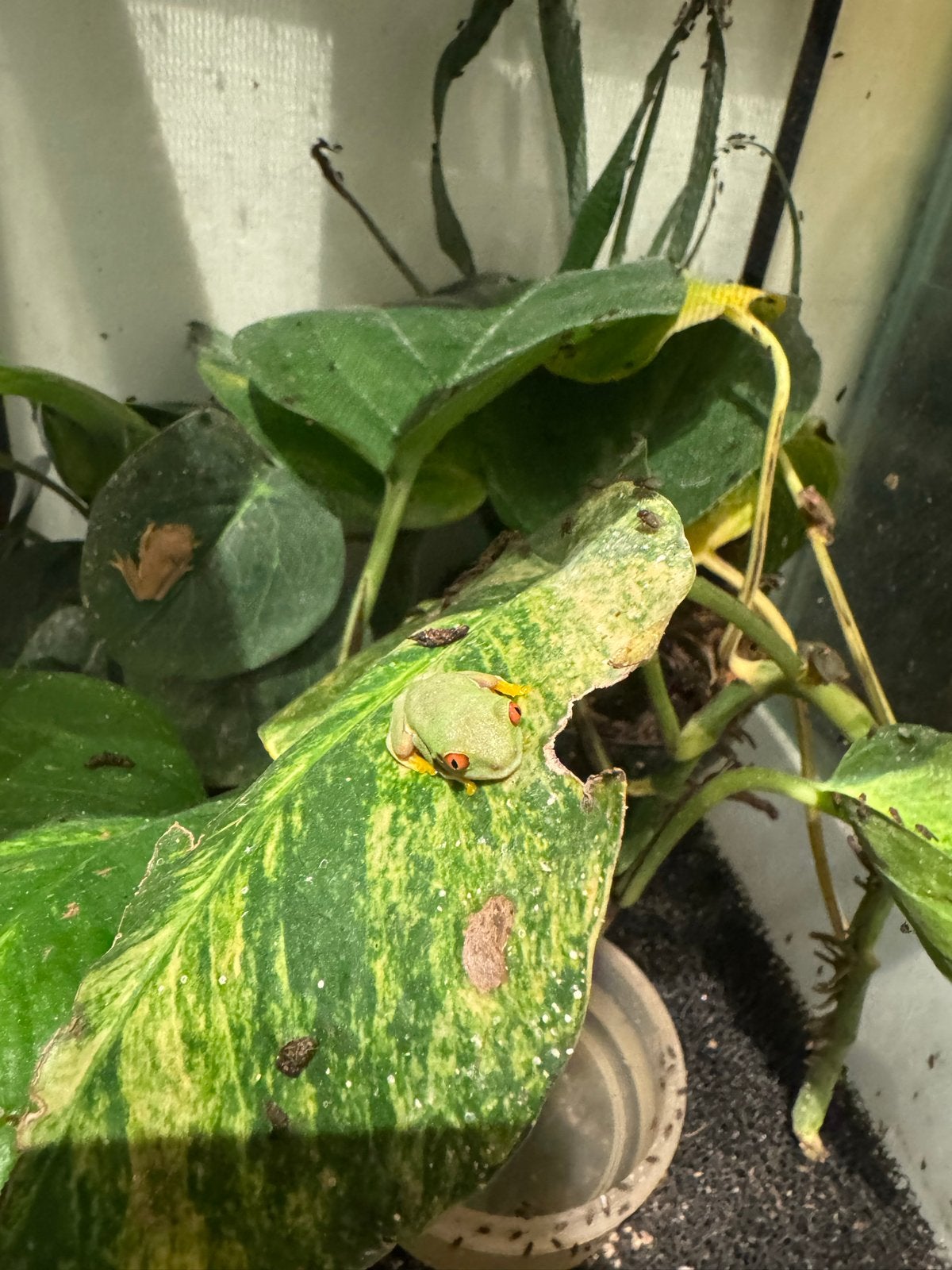 Roodoogmaki kikkers Frog - unknown for sale from Martijn Schuttelaars