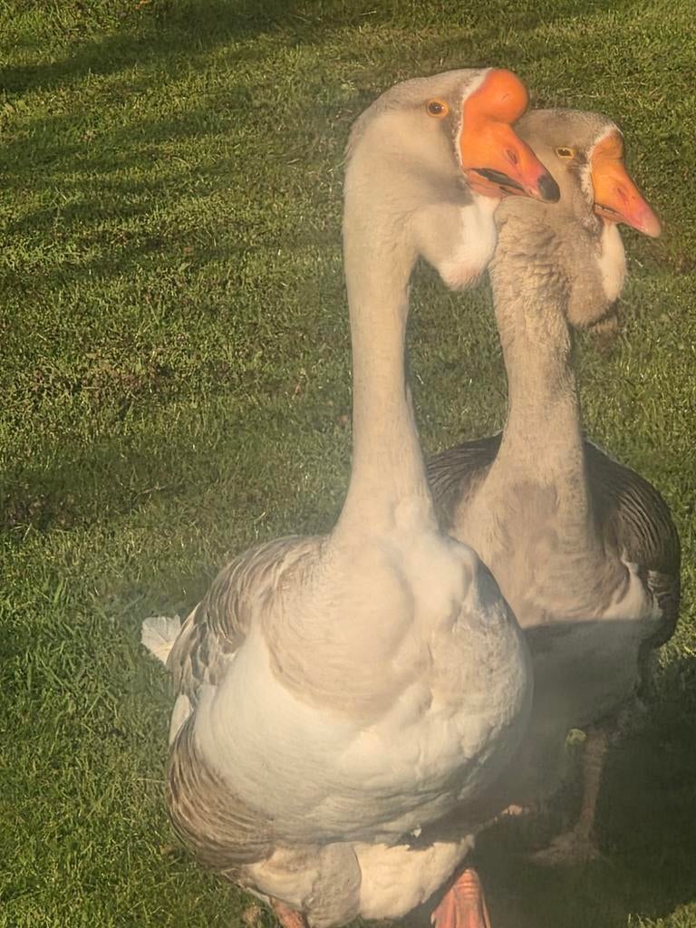 Cholmogory ganzen – broedkoppel te koop, Dieren en Toebehoren, Meerdere dieren, Gans of Zwaan
