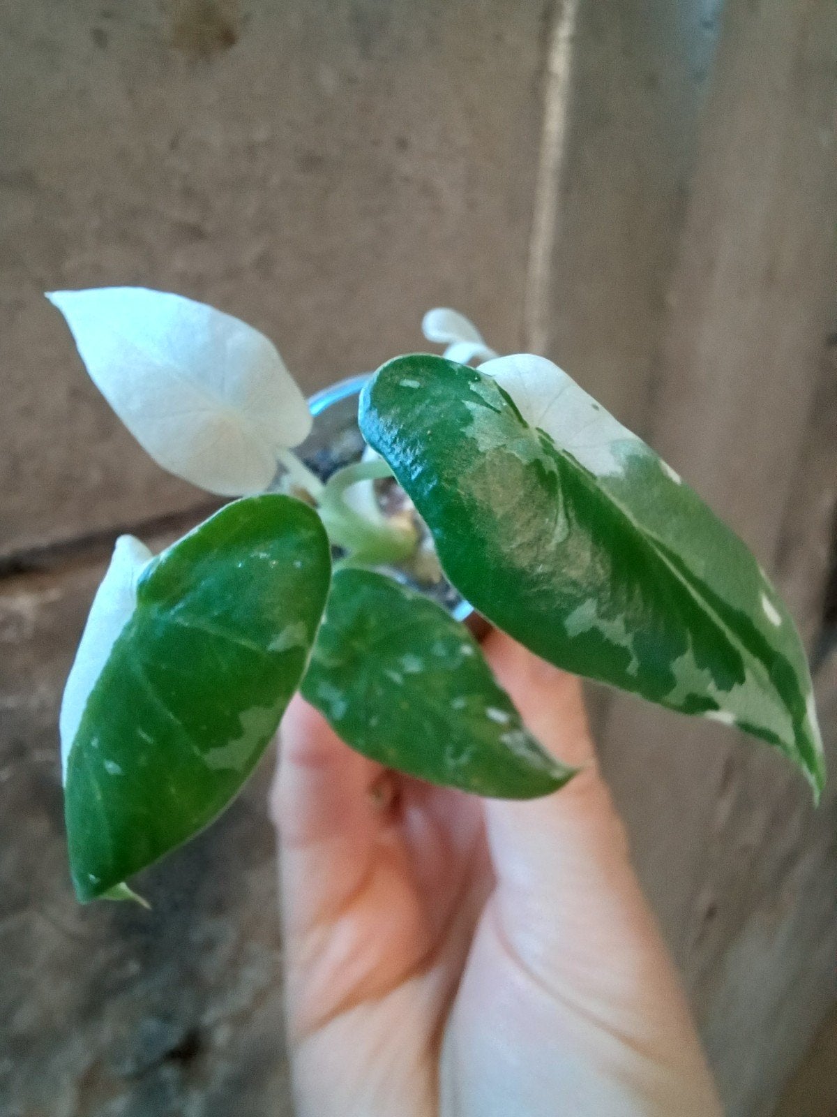Alocasia okinowa silver albo variegata, Huis en Inrichting, Kamerplanten, Ophalen of Verzenden, Halfschaduw, Minder dan 100 cm