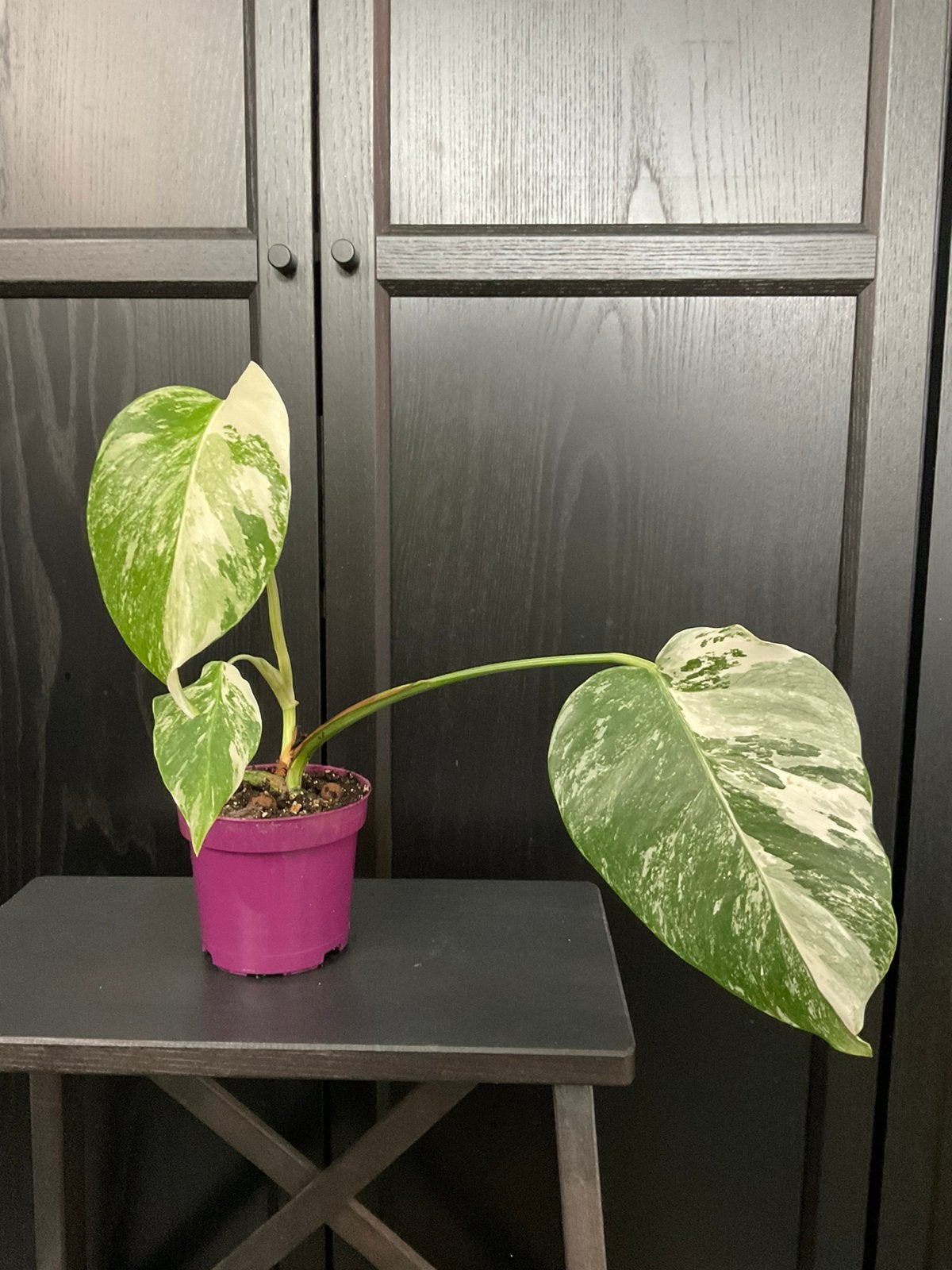 Monstera albo variegata plant 3, Ophalen, Halfschaduw, Minder dan 100 cm