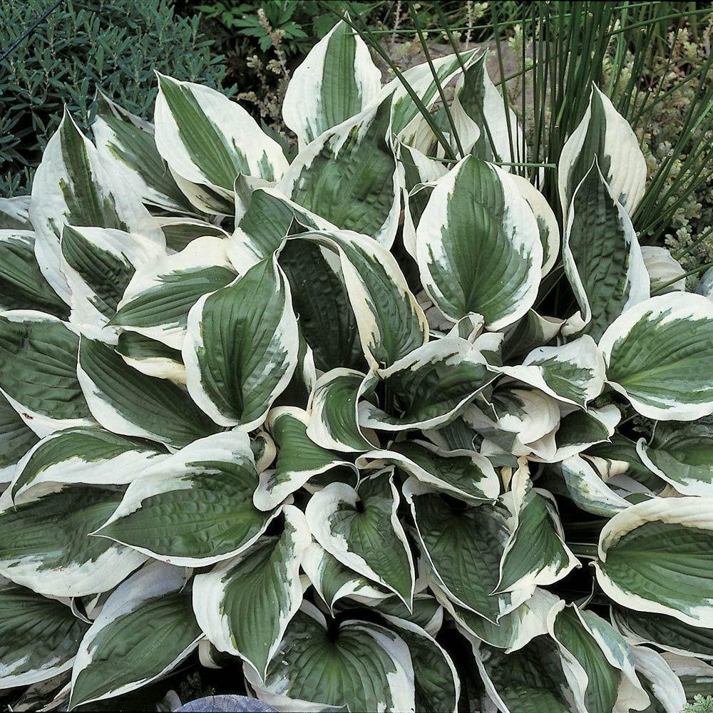 hosta gevraagd, Volle zon, Vaste plant, Zomer, Ophalen