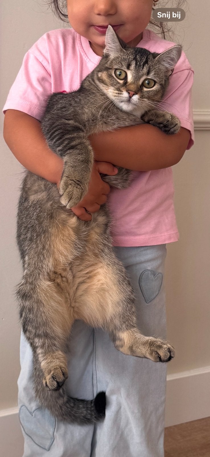 Moet nu weg! Kitten british x europees kort haar, Dieren en Toebehoren, Poes, 0 tot 2 jaar