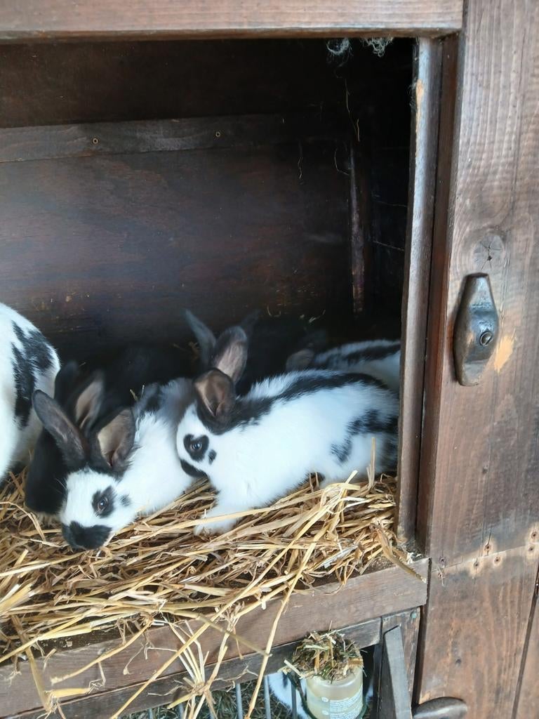 Jonge konijnen, Dieren en Toebehoren, Meerdere dieren, Groot, 0 tot 2 jaar