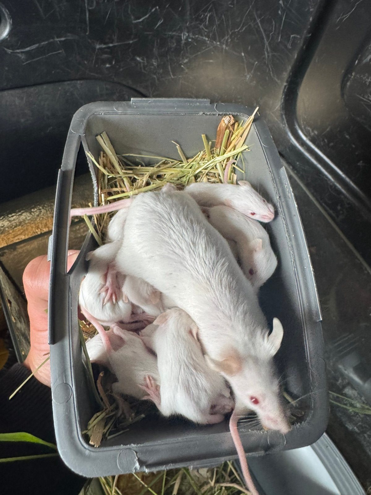 doelen, Dieren en Toebehoren, Knaagdieren, Hamster, Juni, Meerdere dieren, Tam