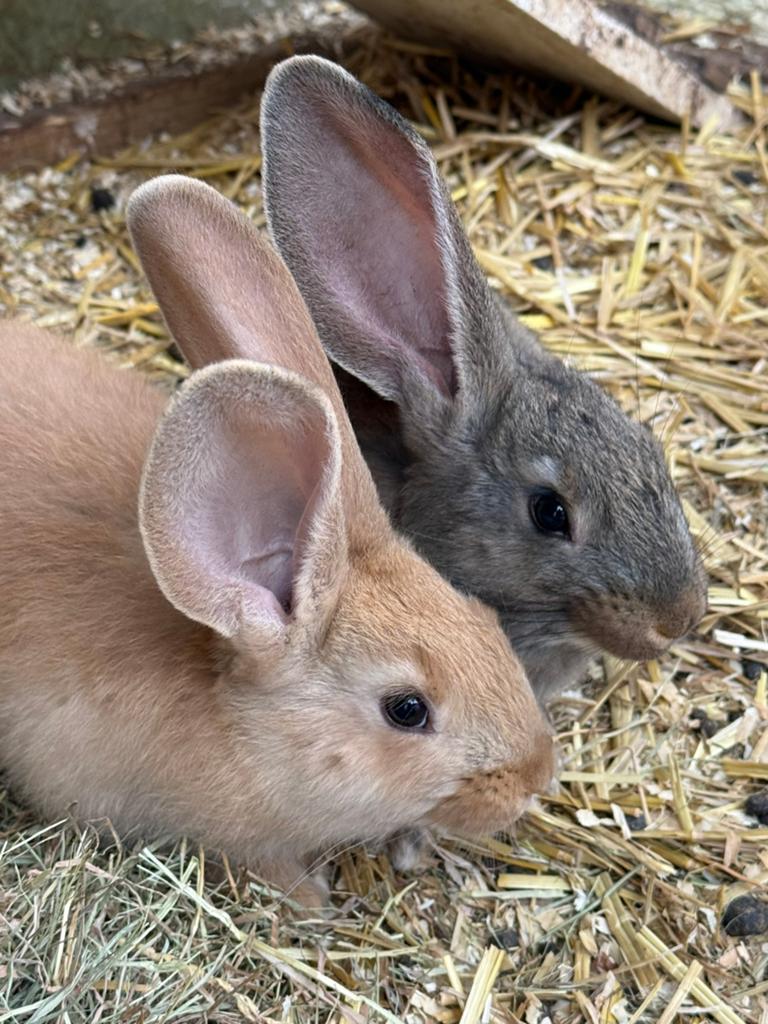 Zeer mooie lieve jonge Duitse Reus  konijnen, Dieren en Toebehoren, Meerdere dieren, Groot