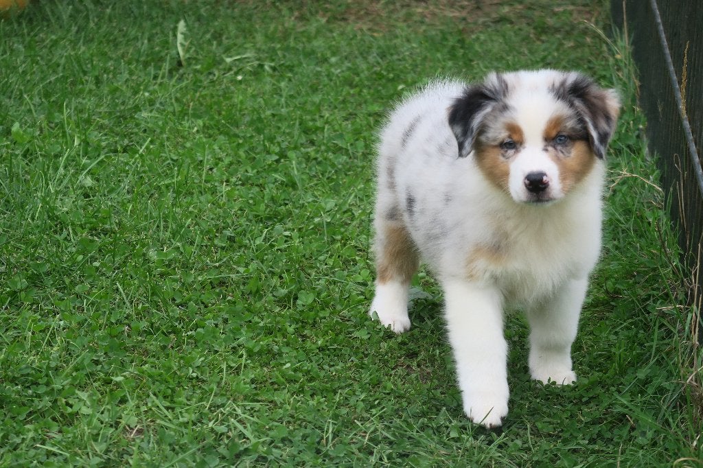 Foto 2 van Leuke Australian Shepherd pups