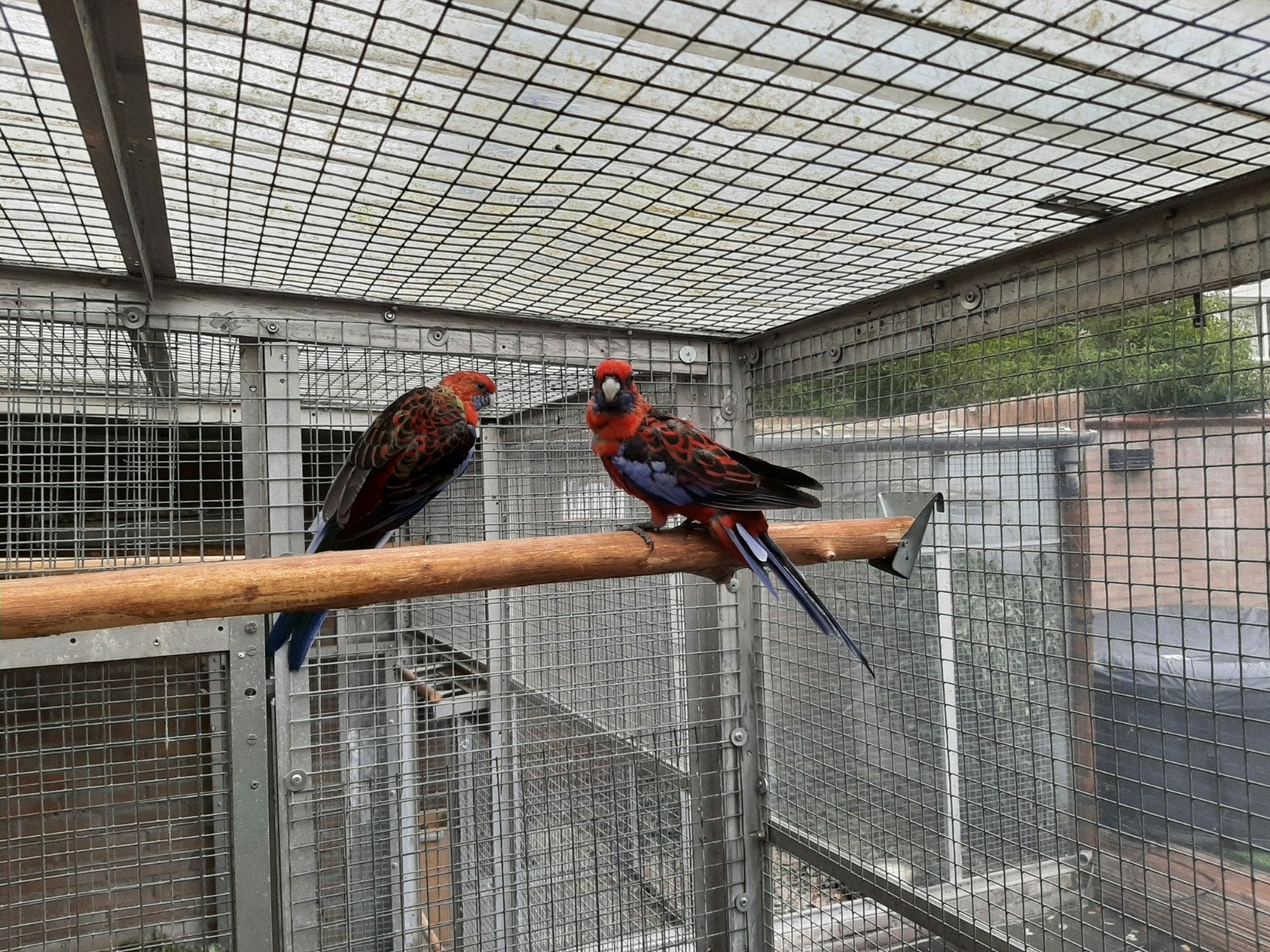 KWEEKKOPPEL PENNANTEN 2025, Dieren en Toebehoren, Meerdere dieren