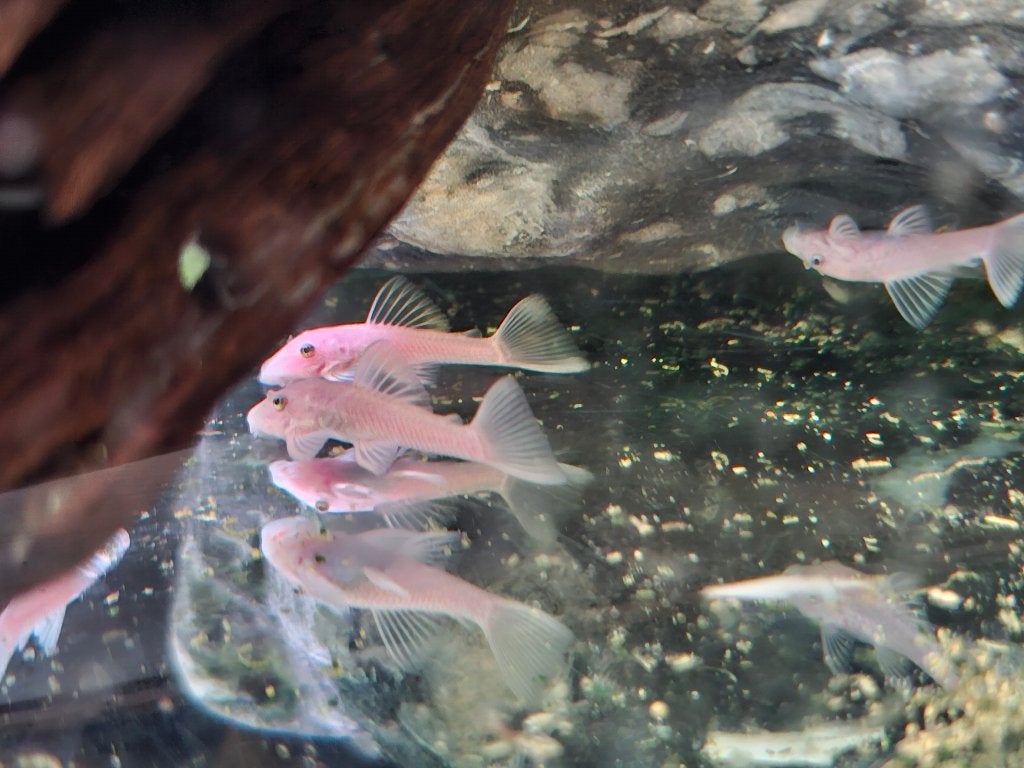 Snow white short fin l 144, Vis, Zoetwatervis