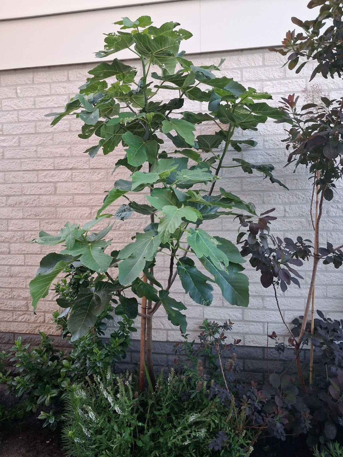 Vijgenboom, Tuin en Terras, Bloeit niet, Overige soorten, 100 tot 250 cm, Ophalen
