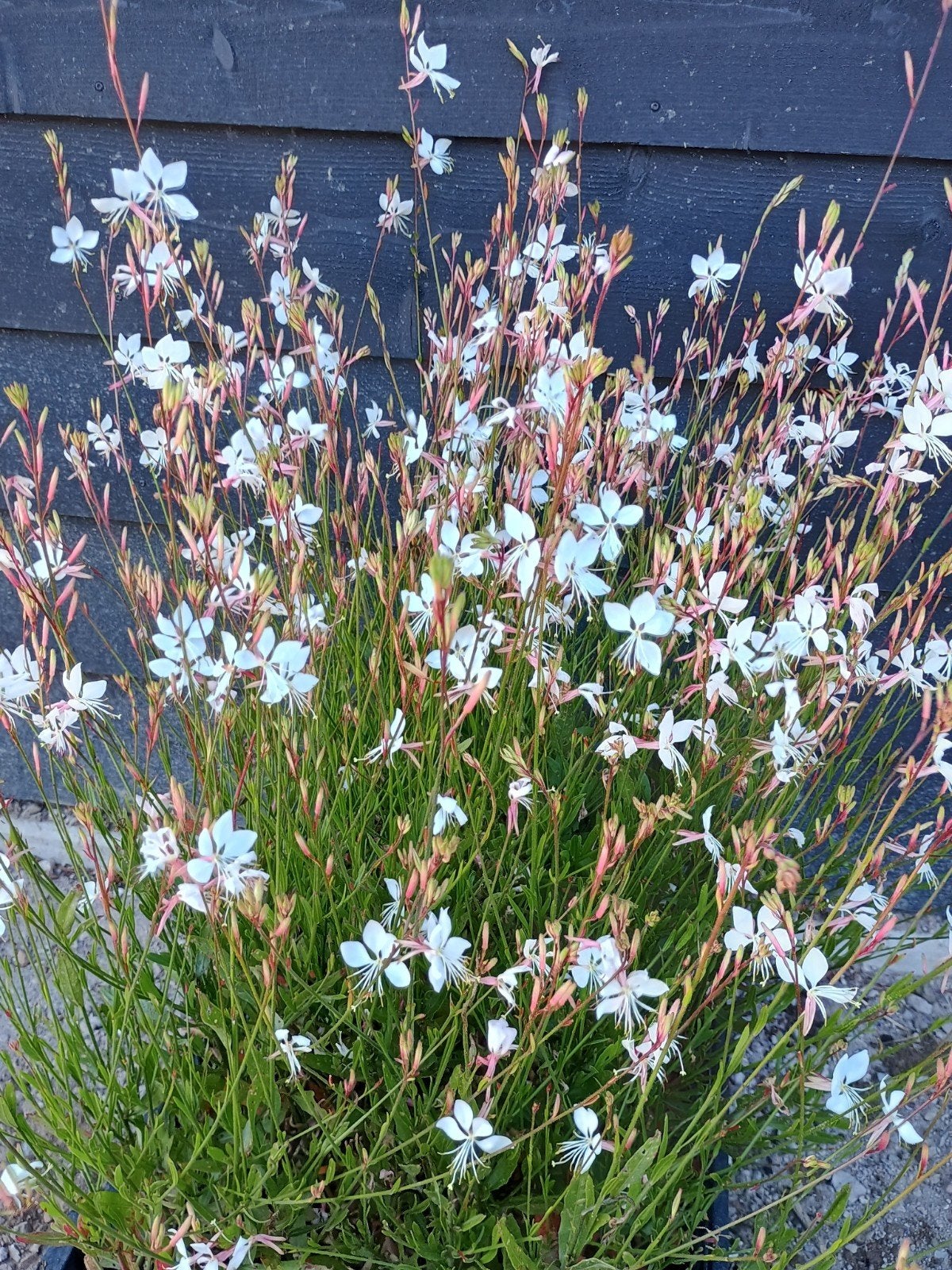 Gaura Lindheimeri in P9 pot - Prachtige Vlinderbloem, Volle zon, Vaste plant, Lente, Ophalen