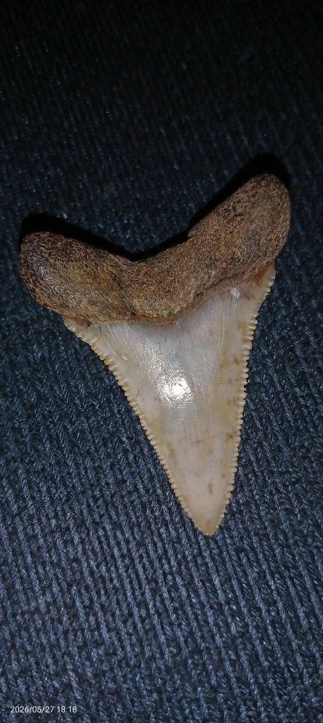 G.W. haaientand, Verzamelen, Mineralen en Fossielen, Ophalen of Verzenden, Fossiel