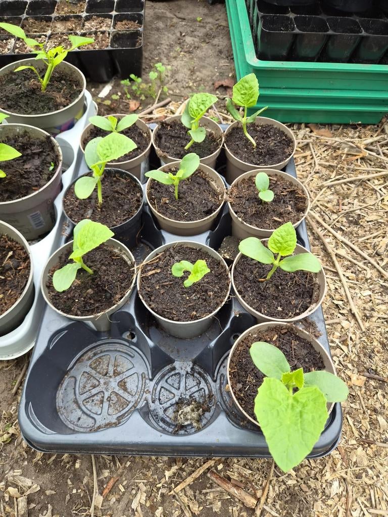 Galia Meloen Plantjes, Ophalen, Volle zon, Eenjarig, Zomer
