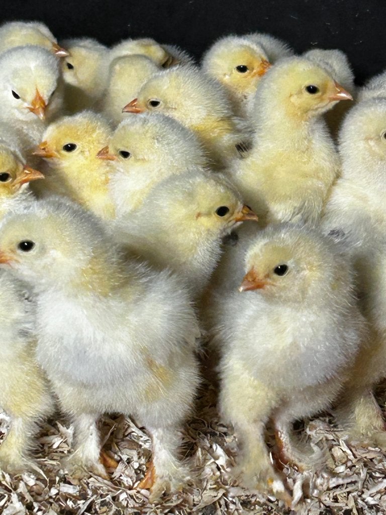 Brahma kuikens Grote Soort, Geslacht onbekend, Kip