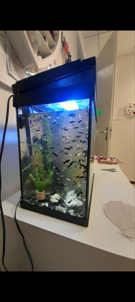 Sell beautifull mollies, Dieren en Toebehoren, Vissen | Aquariumvissen, Vis