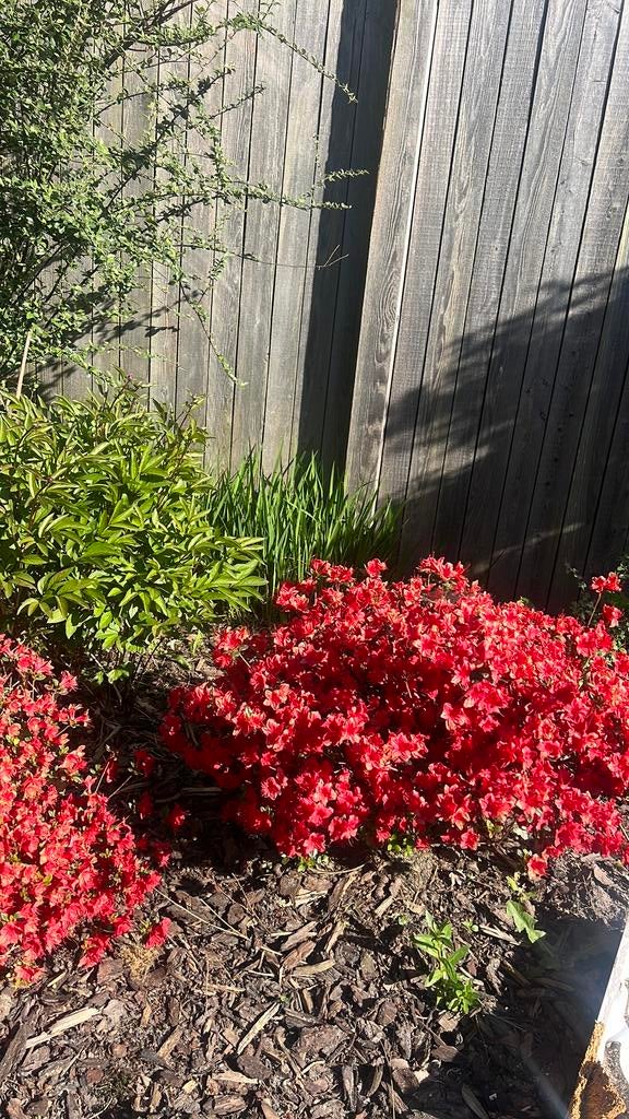 Japanse azalea, Ophalen of Verzenden, Overige soorten, Minder dan 100 cm