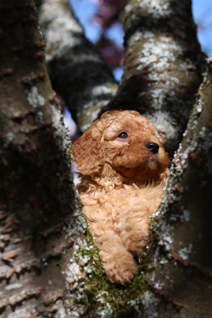Prachtige Cockapoo pups, puppy’s, Dieren en Toebehoren, Parvo, Overige rassen, 8 tot 15 weken, Meerdere