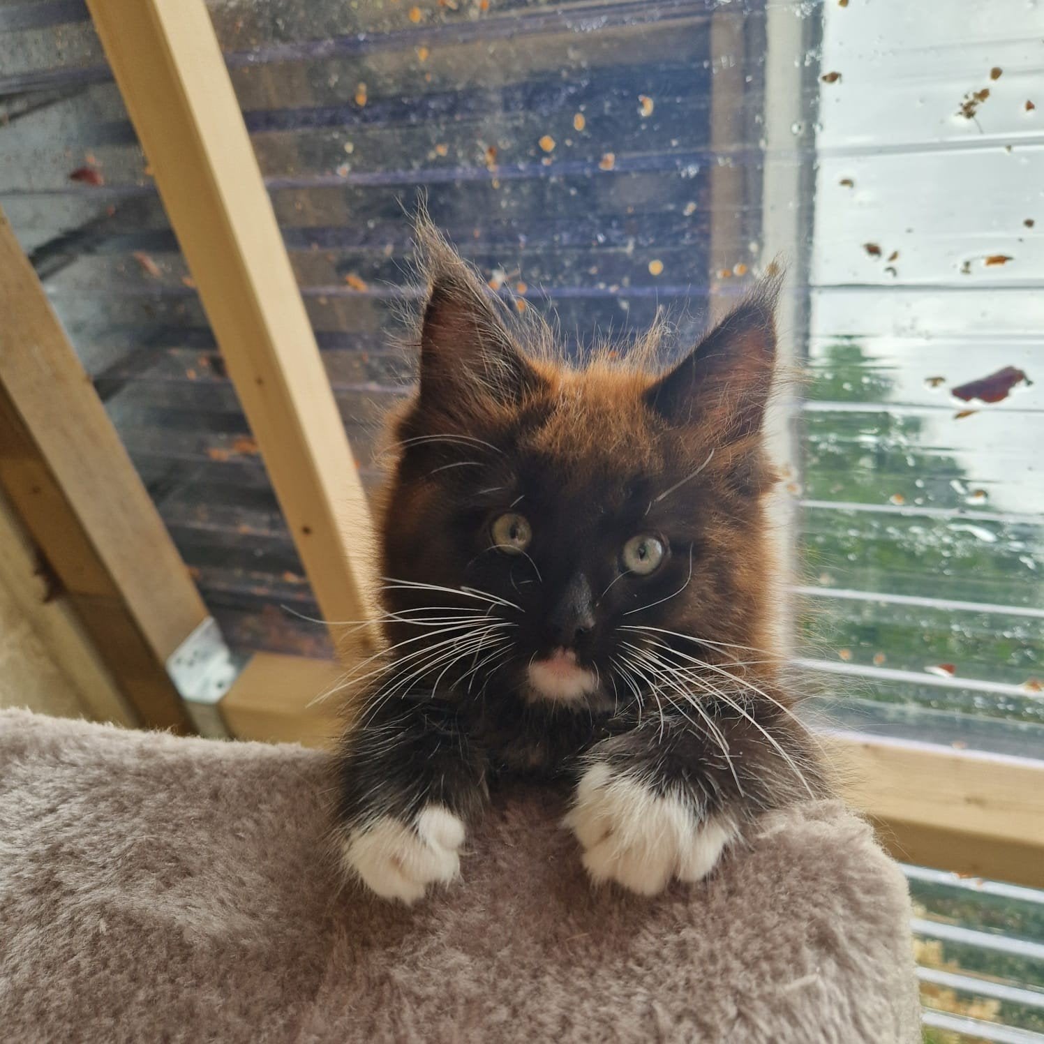 Sociale Maine Coon kittens zoeken een liefdevol thuis, Dieren en Toebehoren, Meerdere dieren, Ingeënt, 0 tot 2 jaar