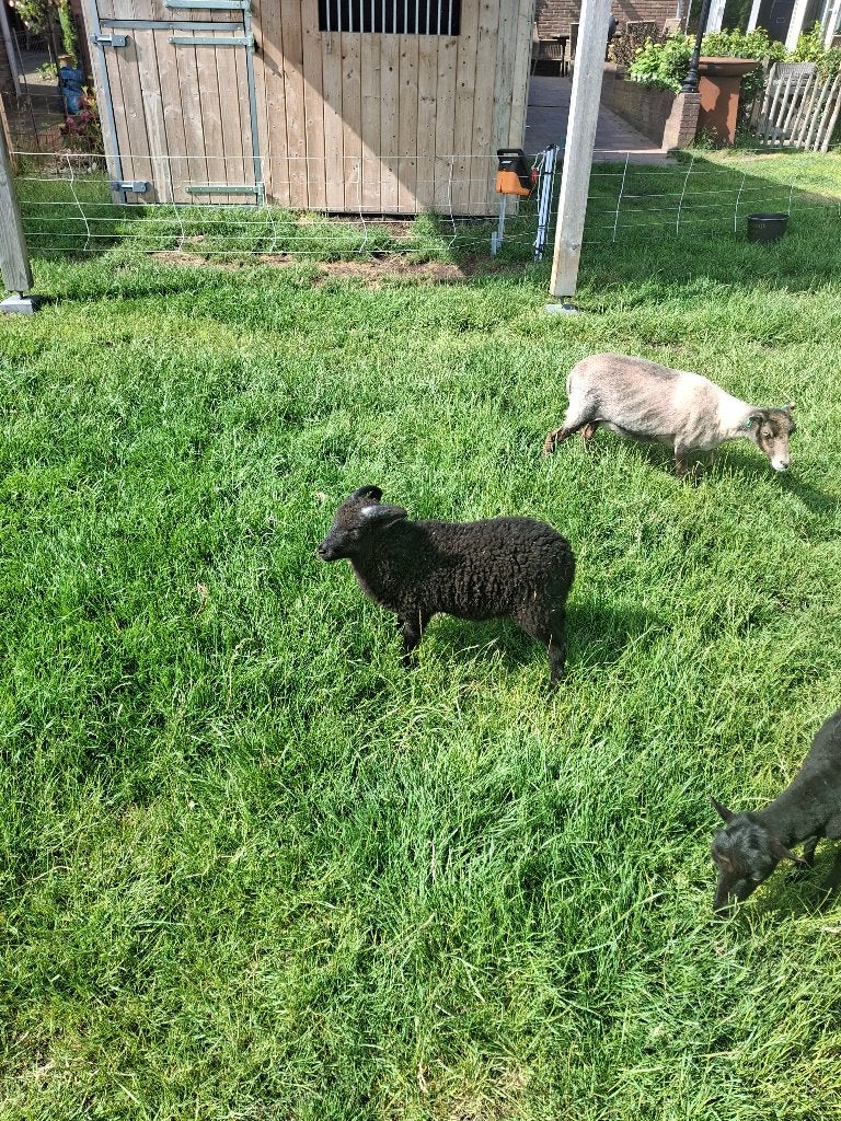 Quessant bokje, Mannelijk, Schaap