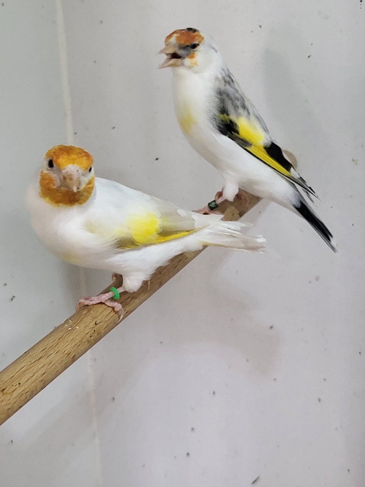 majoor putters 2tuks, Meerdere dieren, Wildzangvogel