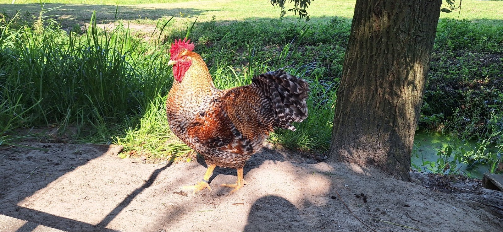 Mooie Bielefelder hanen, koekoekroodpatrijs, Mannelijk, Kip