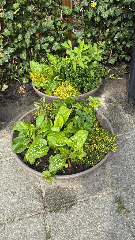 Terracotta planten schaal, Tuin en Terras, Ophalen, Steen, Minder dan 30 cm, Rond
