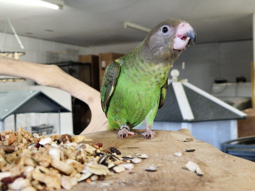 Tamme Bruinkop Papegaaitjes | Jonge vogels | Koppeltje, Dieren en Toebehoren, Meerdere dieren, Papegaai, Tam