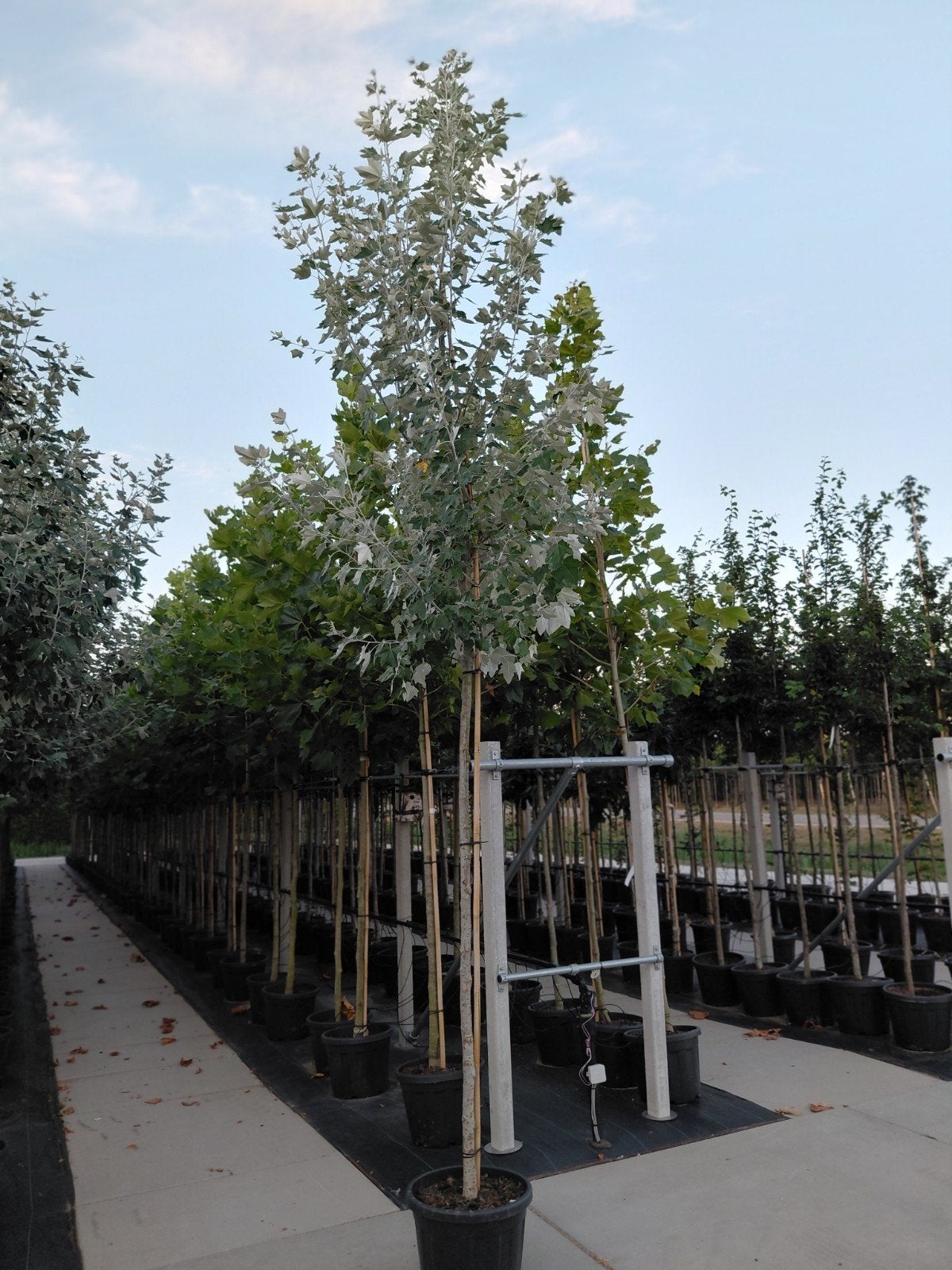 populus alba (witte populier), Tuin en Terras, Planten | Bomen, Overige soorten, Lente, 250 tot 400 cm, Ophalen