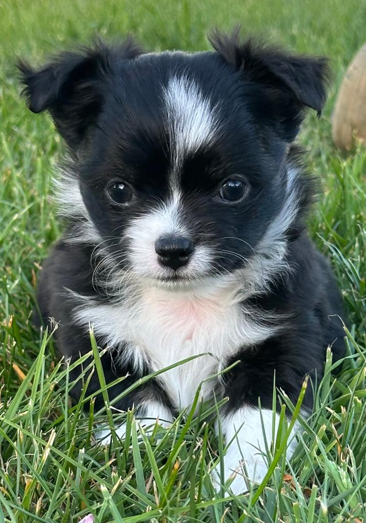 Nog 1 geweldig mooi langhaar Chihuahua pupje beschikbaar !, Parvo, Reu, 8 tot 15 weken, Eén hond
