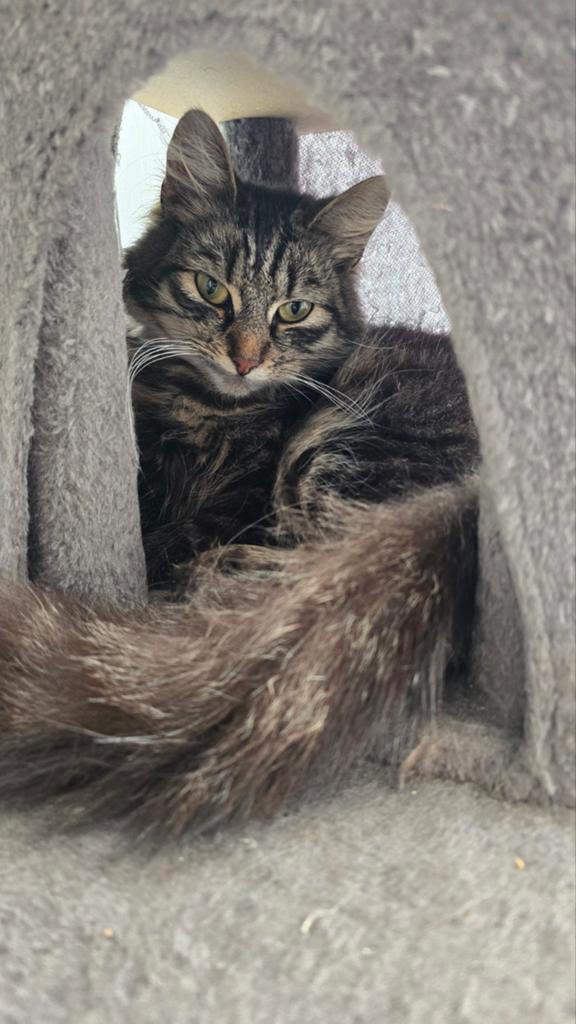 Noorse Boskat kitten poesje, Poes