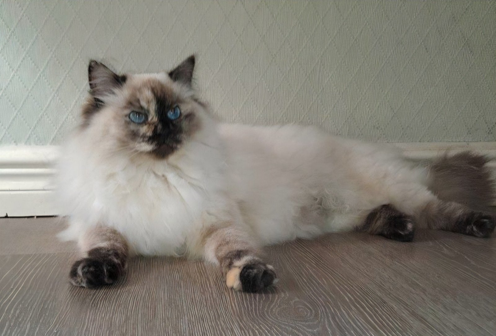 Mooie Seal tortie Ragdoll poes, Dieren en Toebehoren, Katten en Kittens | Raskatten | Langhaar, Poes, Ontwormd, 0 tot 2 jaar