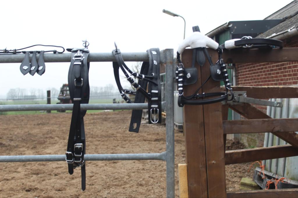 Te koop super gave en unieke mini shetlander mentuig, Dieren en Toebehoren, ., Ophalen of Verzenden, ., .