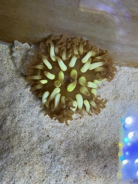 anemoon, Dieren en Toebehoren, Vis, Zoutwatervis