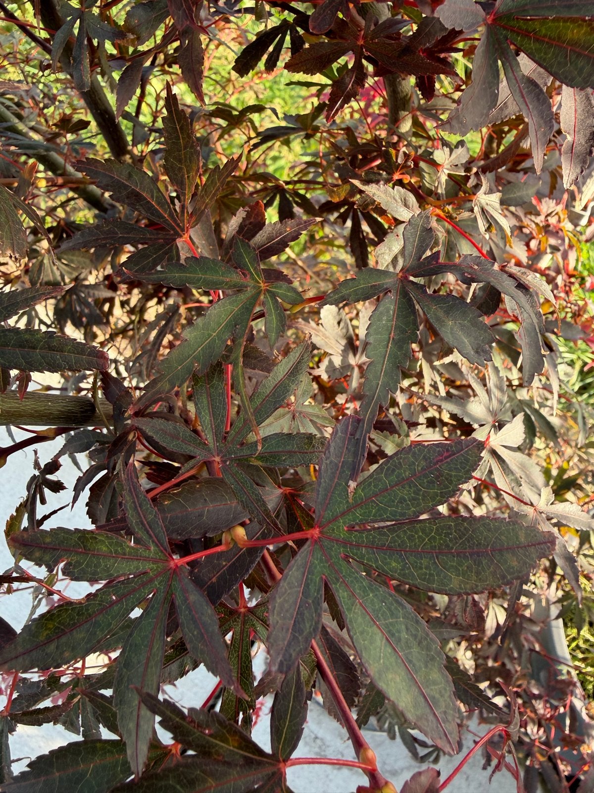 Acer palmatum 'Skeeter's Broom' grote voorraad!, Lente, 100 tot 250 cm, Volle zon, In pot