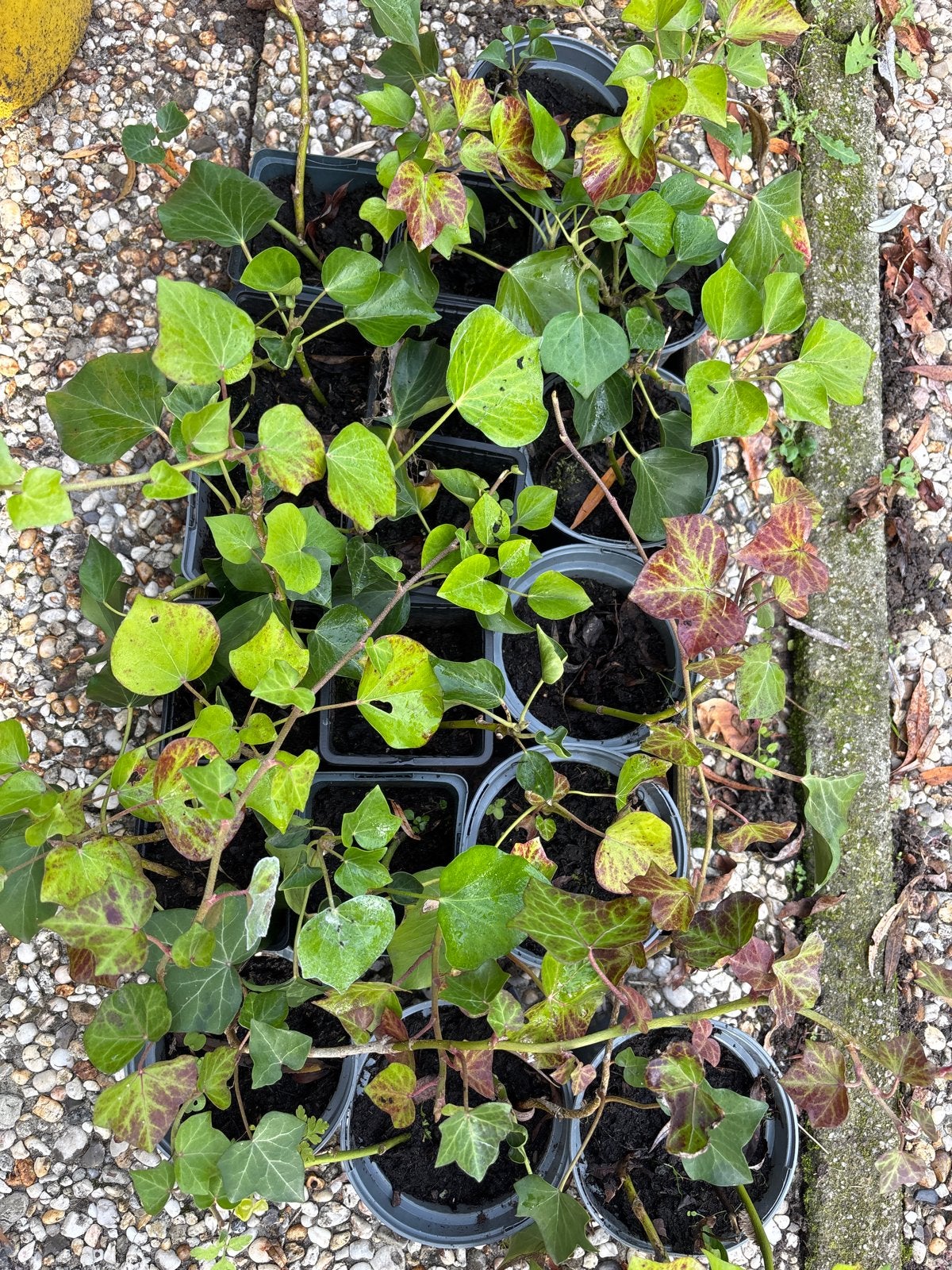 Klimop plantjes (Hedera helix) - Ideaal voor tuin en balkon, Vaste plant, Ophalen of Verzenden, Bloeit niet, Halfschaduw