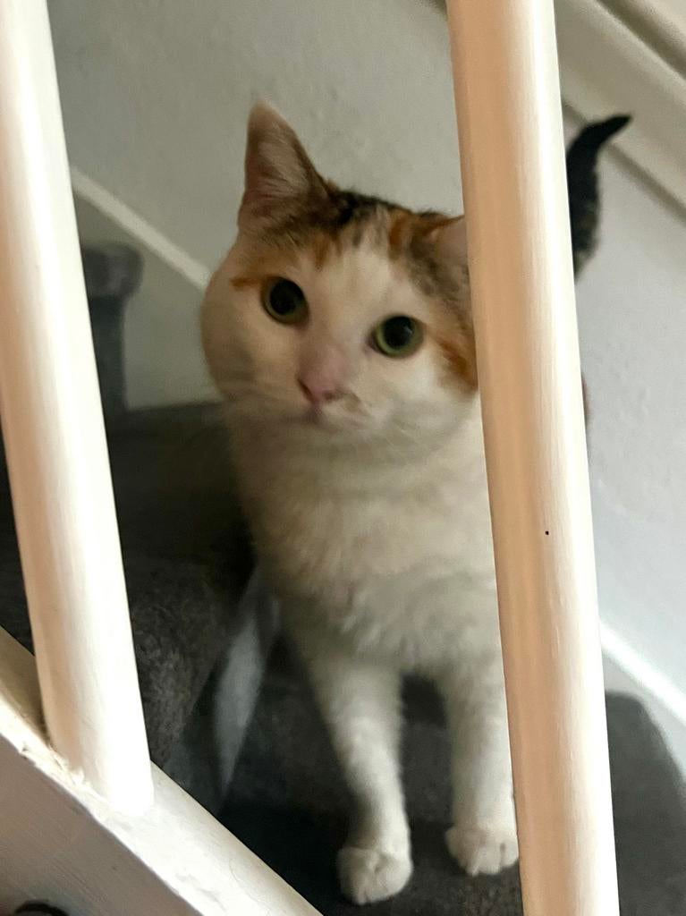 Lieve poes Toetje, Poes